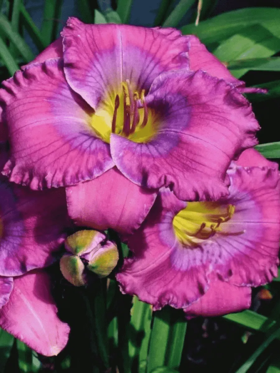 Лилейник Lavender Blue Baby