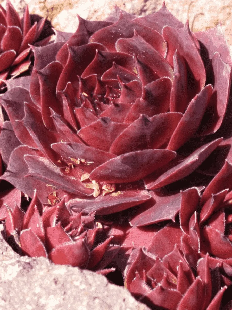 Молодило гибридное Othello