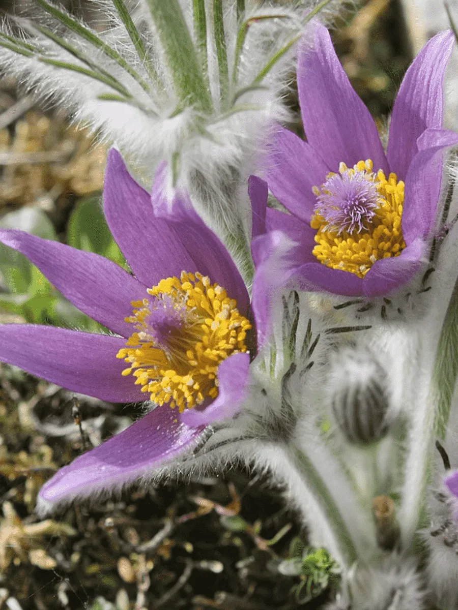 Прострел Галлера