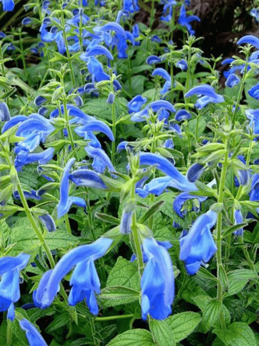 Шалфей отклоненный  Dark Blue