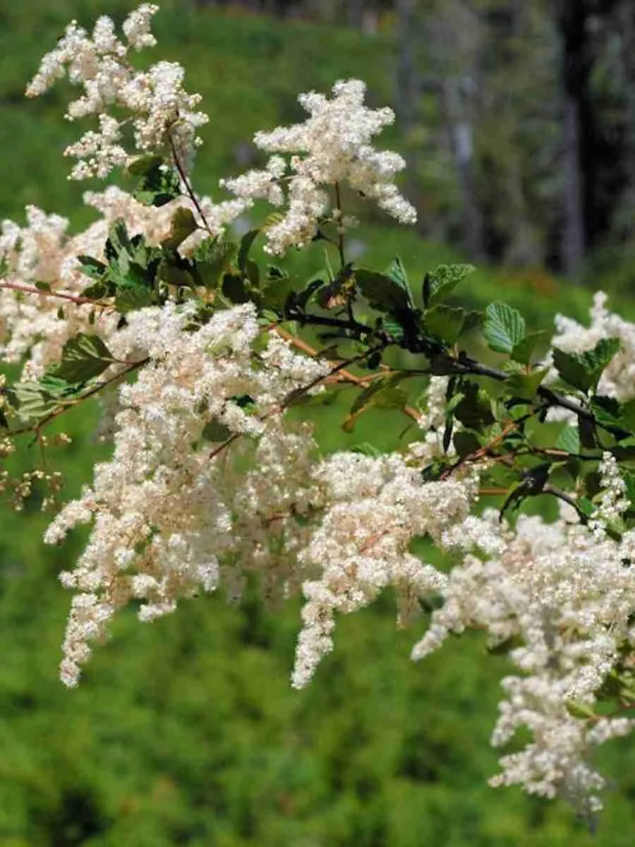 Холодискус