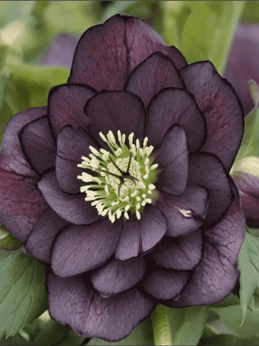 Морозник восточный Purple Double