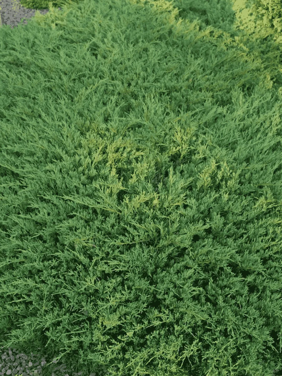 Можжевельник горизонтальный Andorra Compact