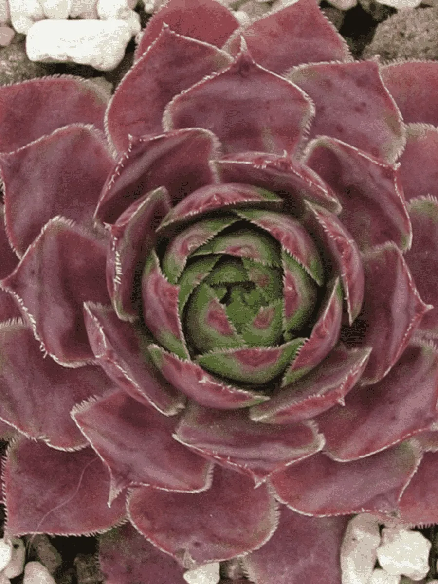 Молодило гибридное Lipari