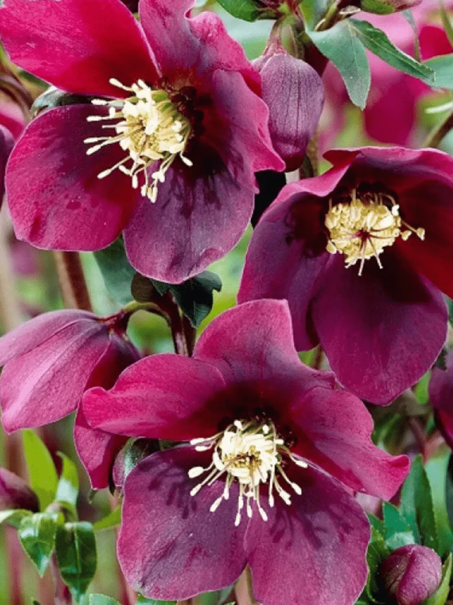 Морозник восточный Red Lady