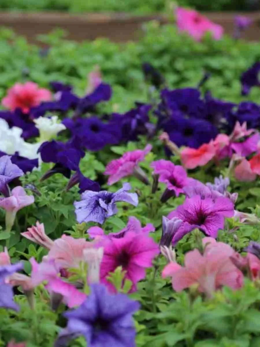 Однолетняя цветочная рассада