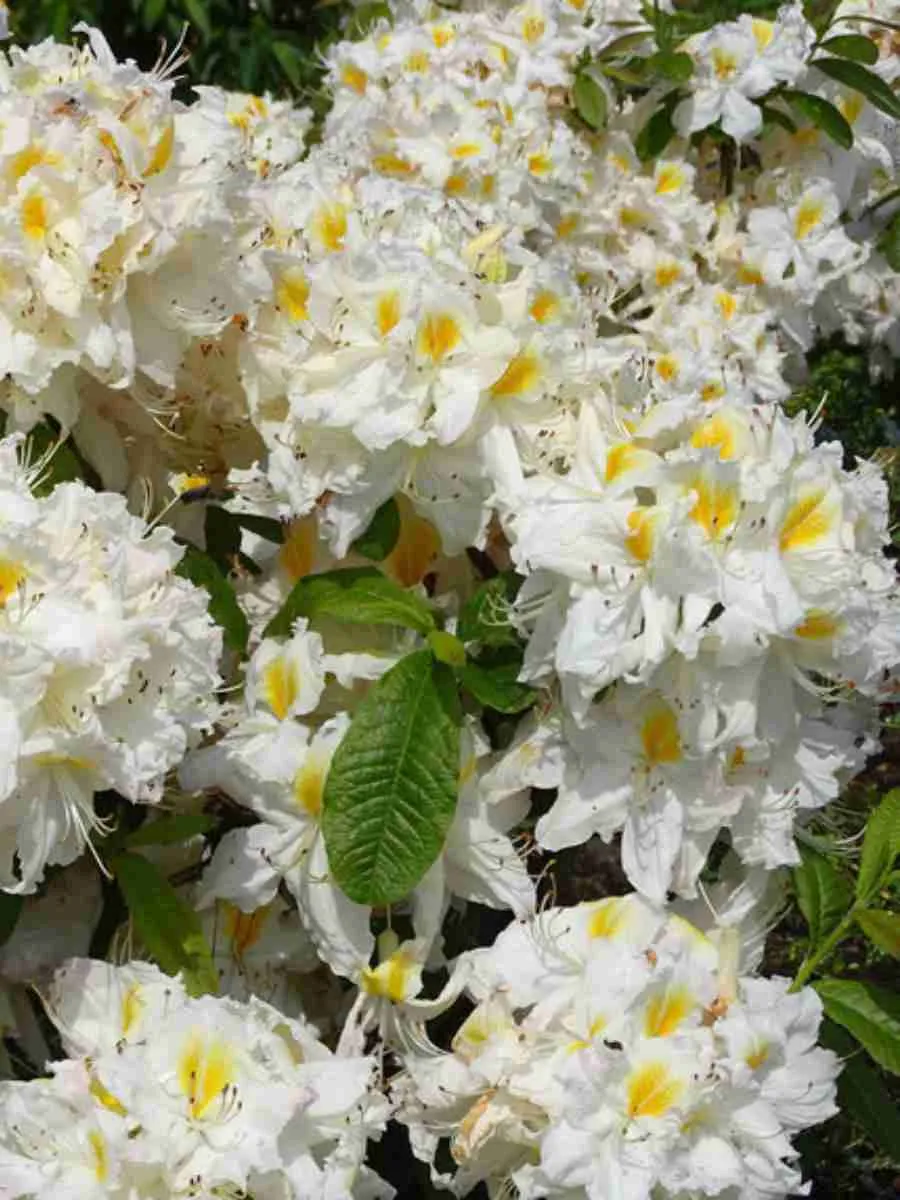 Азалия крупноцветковая Schneegold