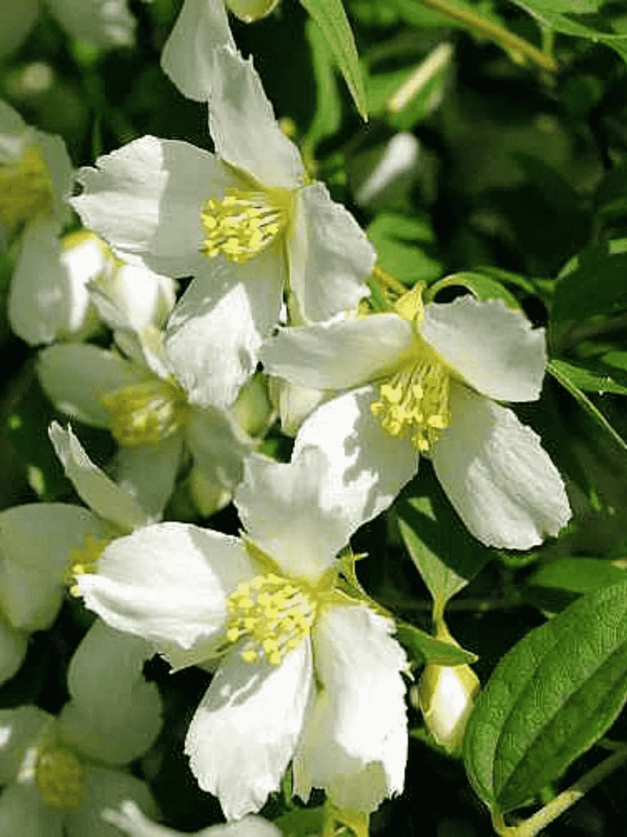 Чубушник Avalanche