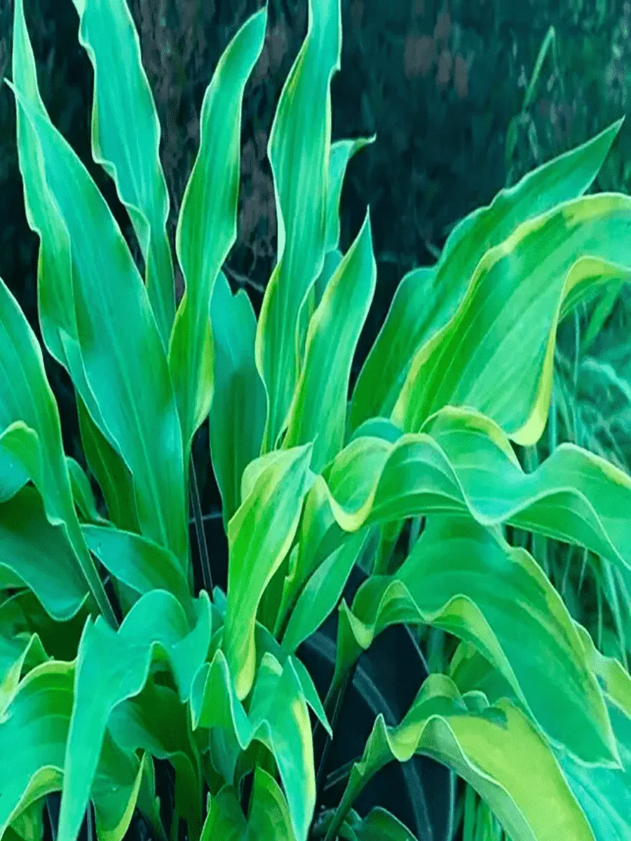 Хоста Hear No Evil