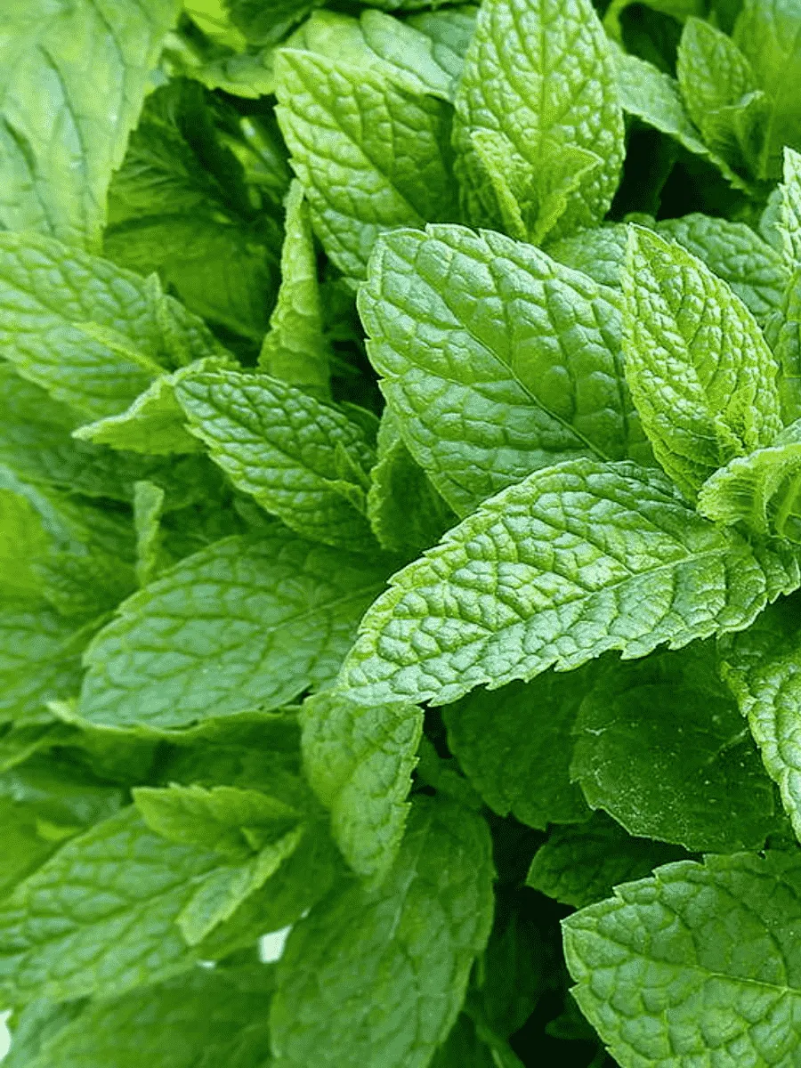 Мята перечная Tic-Tac