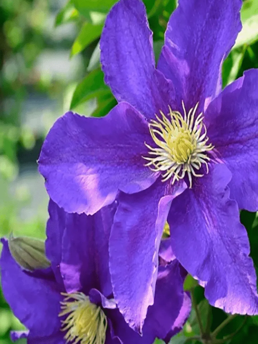 Клематис Neonka