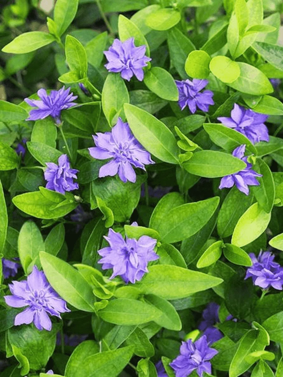 Барвинок малый Plena