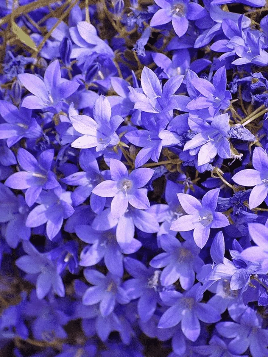 Колокольчик Портеншлага Lieselotte