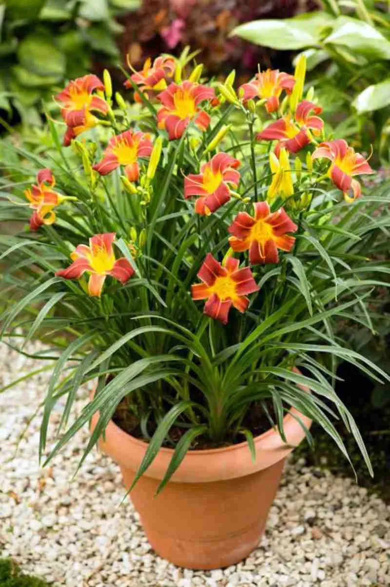 Лилейник EveryDaylily Red Rib