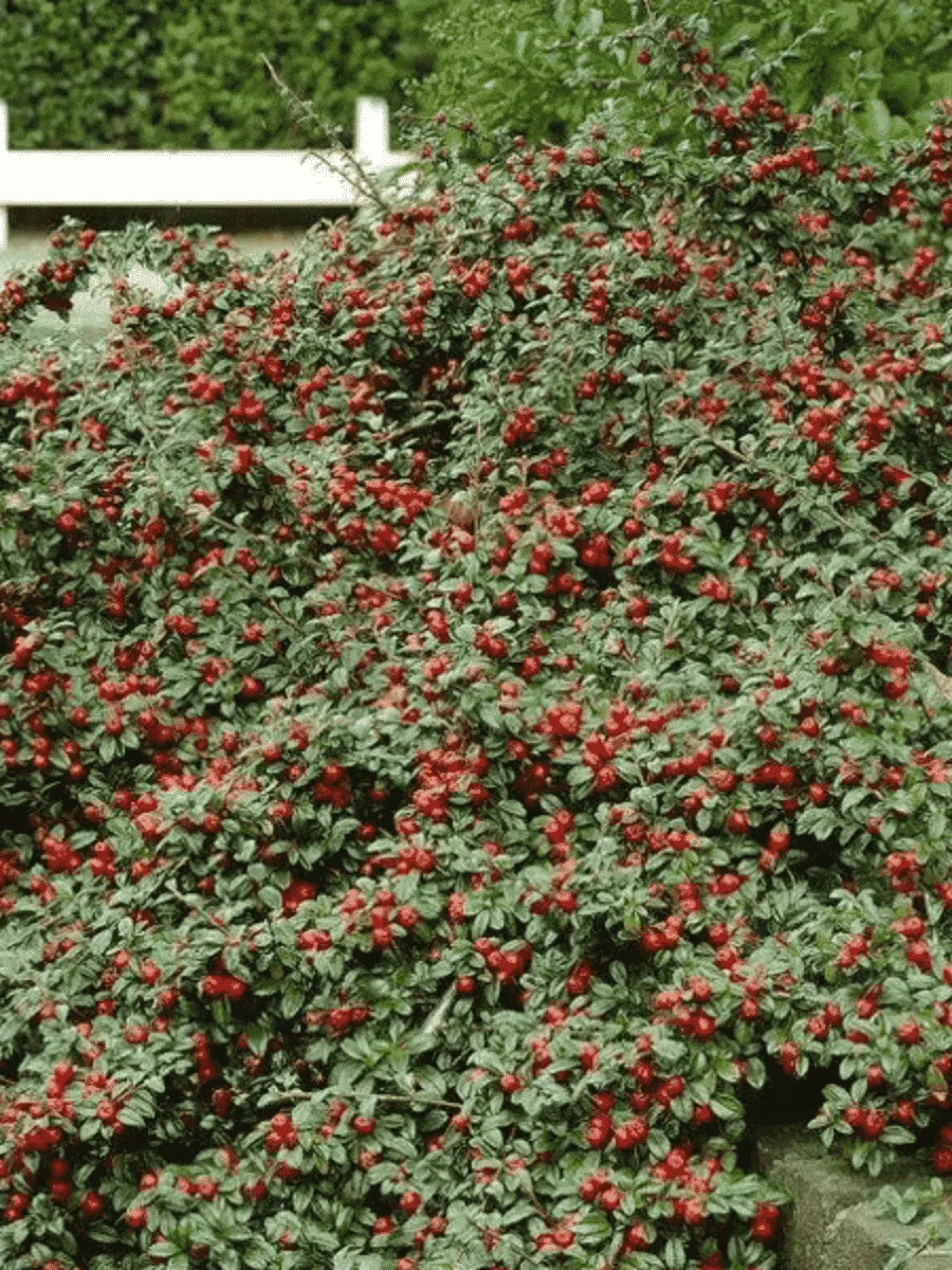 Кизильник гибридный Coral Beauty