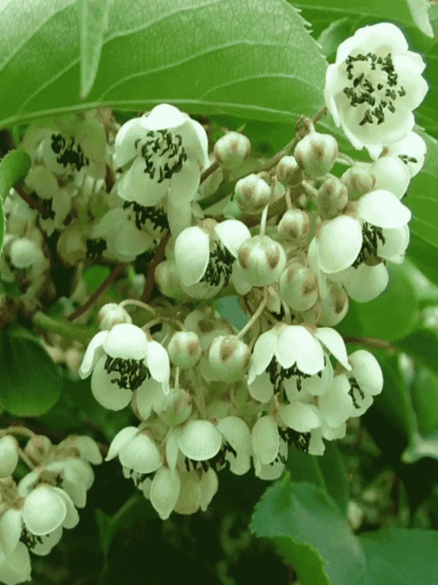 Актинидия Аргута Солнечный  зайчик