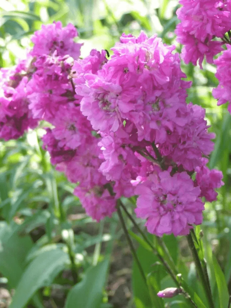 Лихнис альпийский Magenta