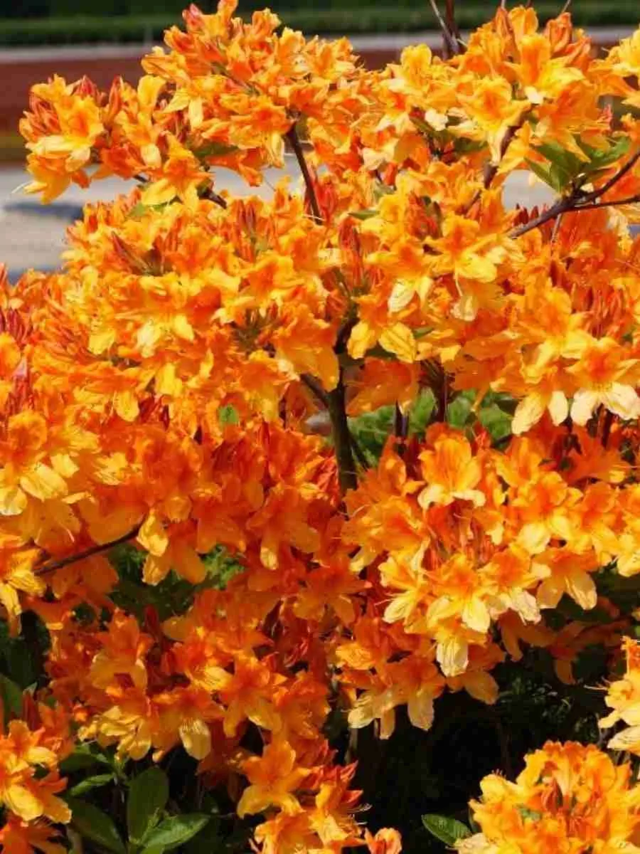 Азалия Christopher Wren