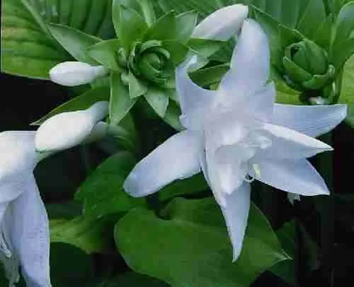 Хоста Aphrodite