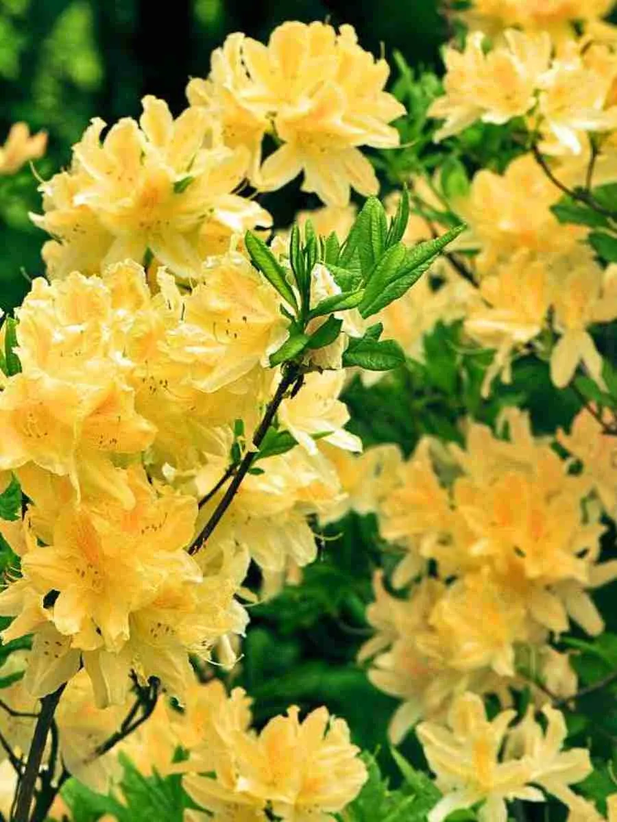 Азалия крупноцветковая Yellow Pom Pom