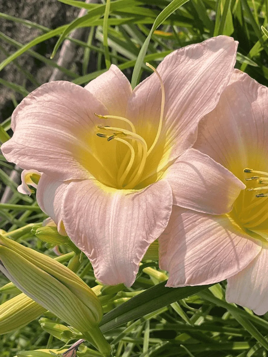 Лилейник Catharine Woodbury