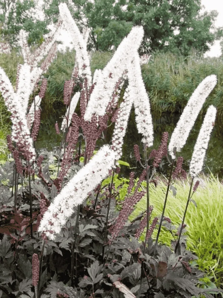 Клопогон ветвистый Black Beauty