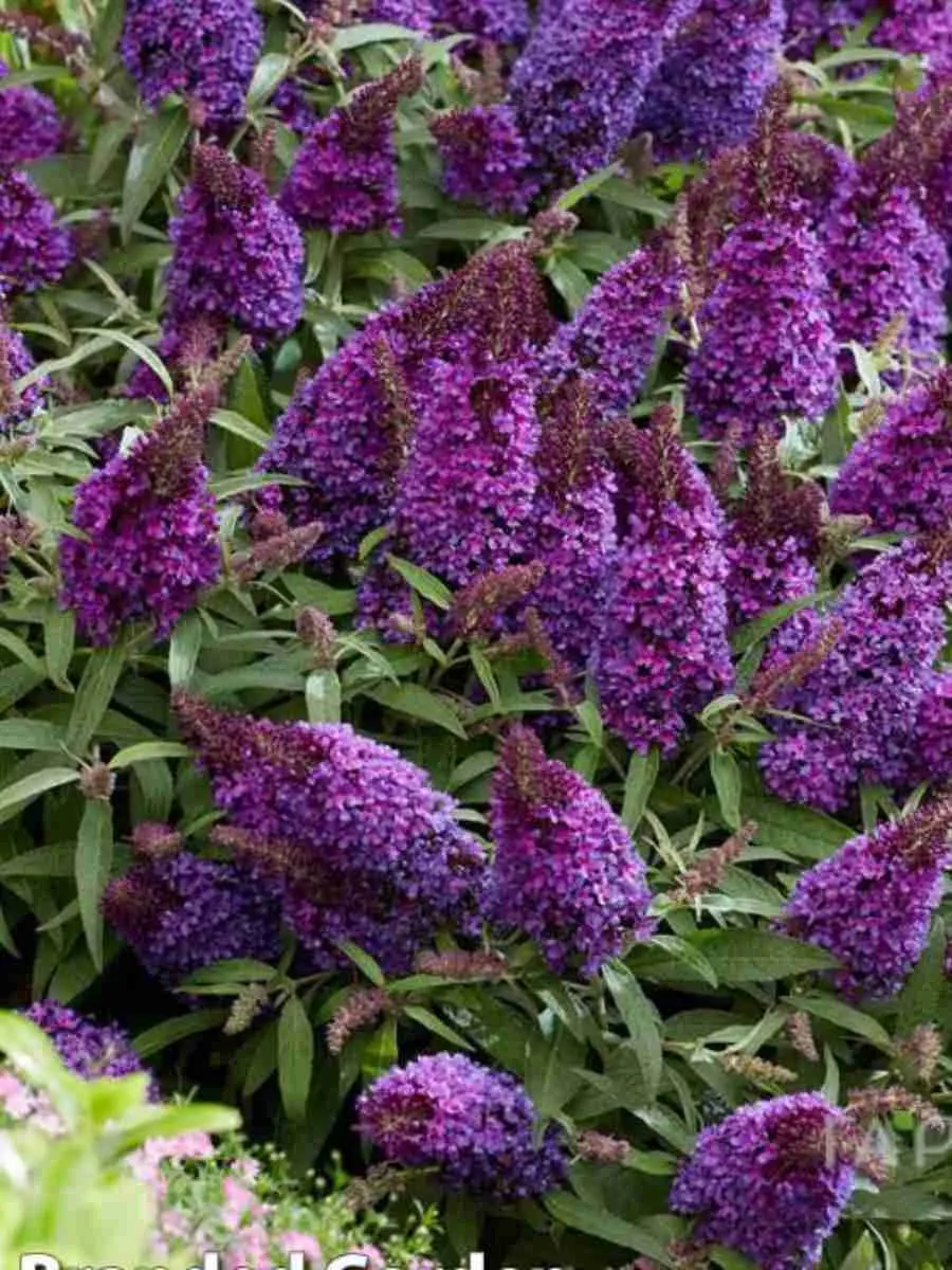 Буддлея Давида Butterfly Candy Little Purple 