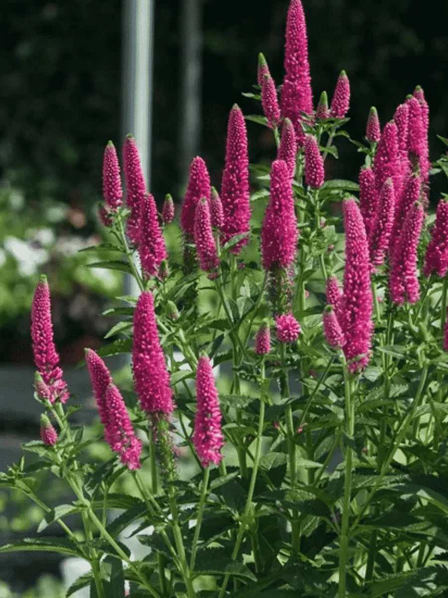 Вероника First Love