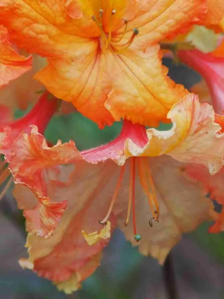 Азалия Nina-Lisa