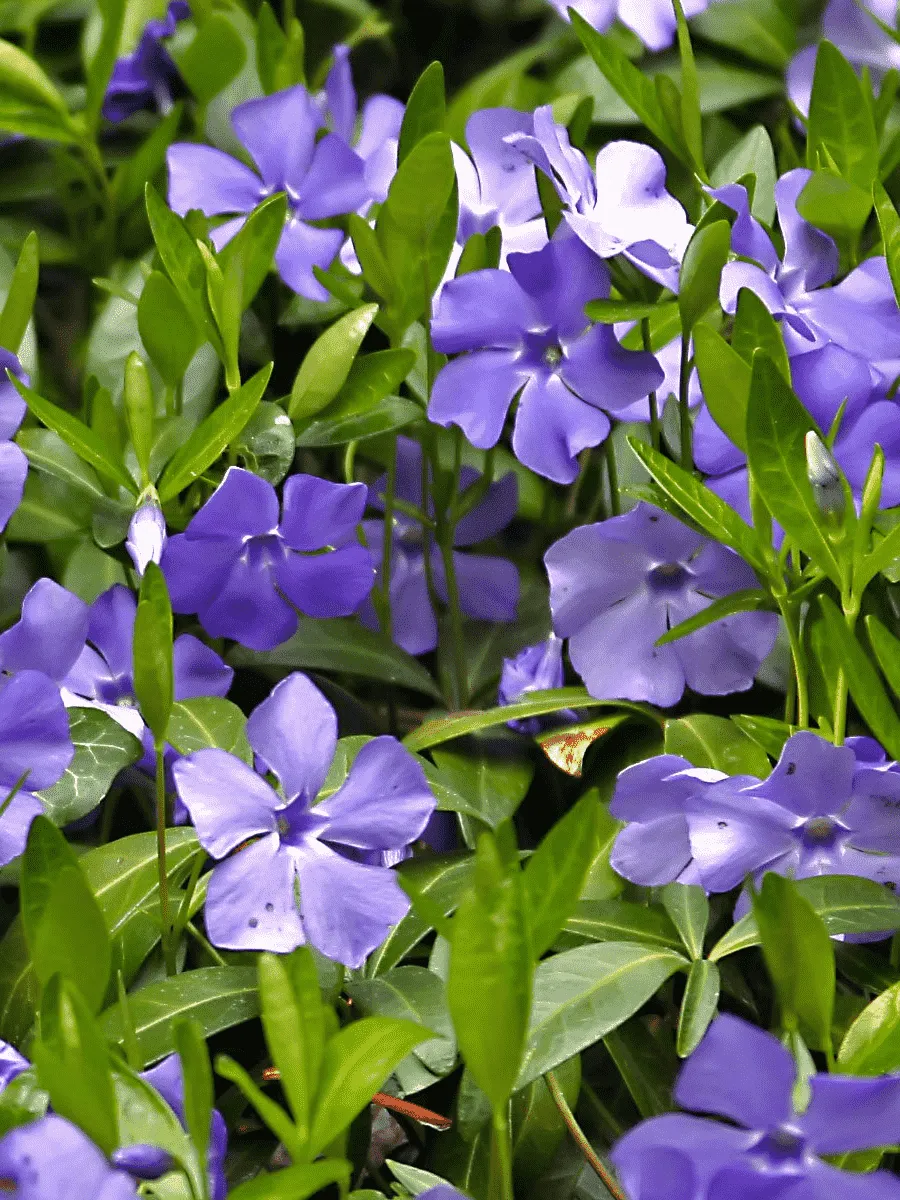 Барвинок малый