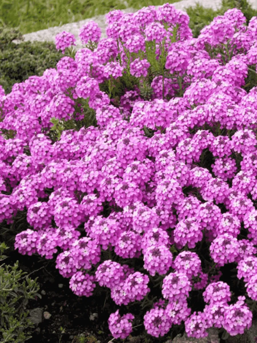 Крылотычинник армянский Warley Rose