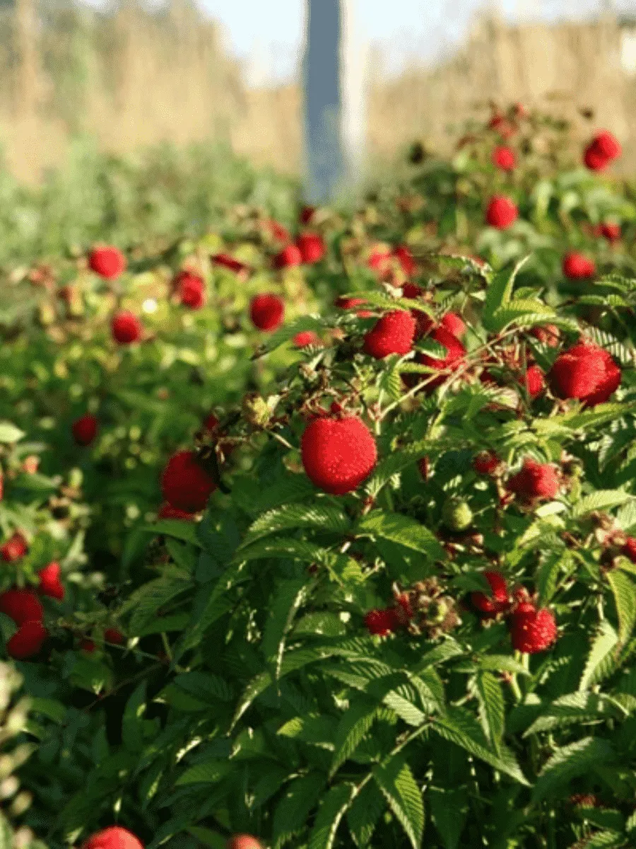 Малина соблазнительная