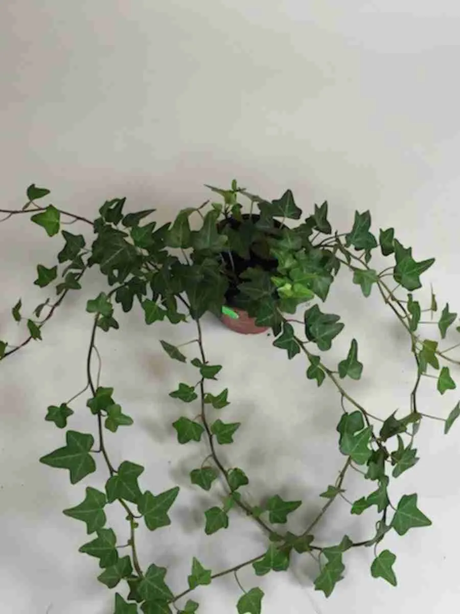 Плющ обыкновенный Shamrock