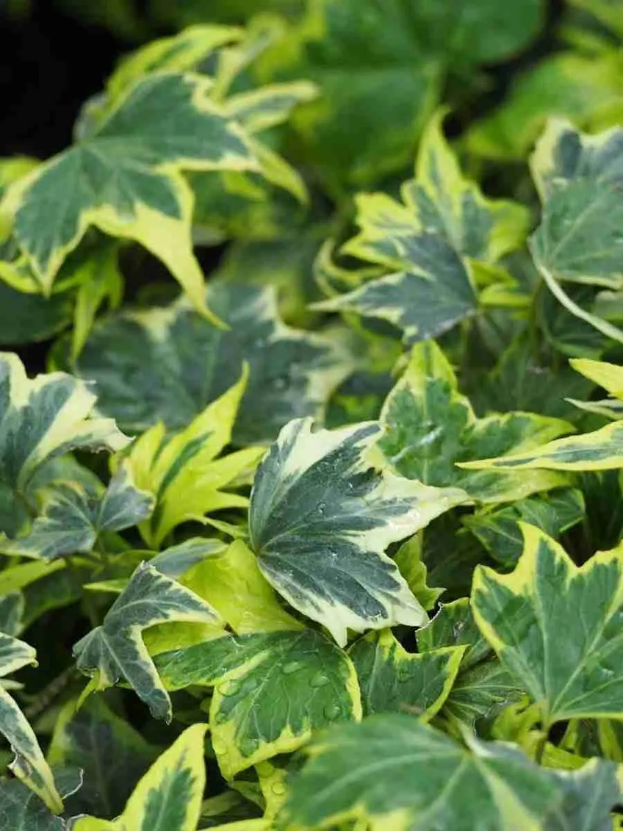 Плющ обыкновенный Yellow Ripple