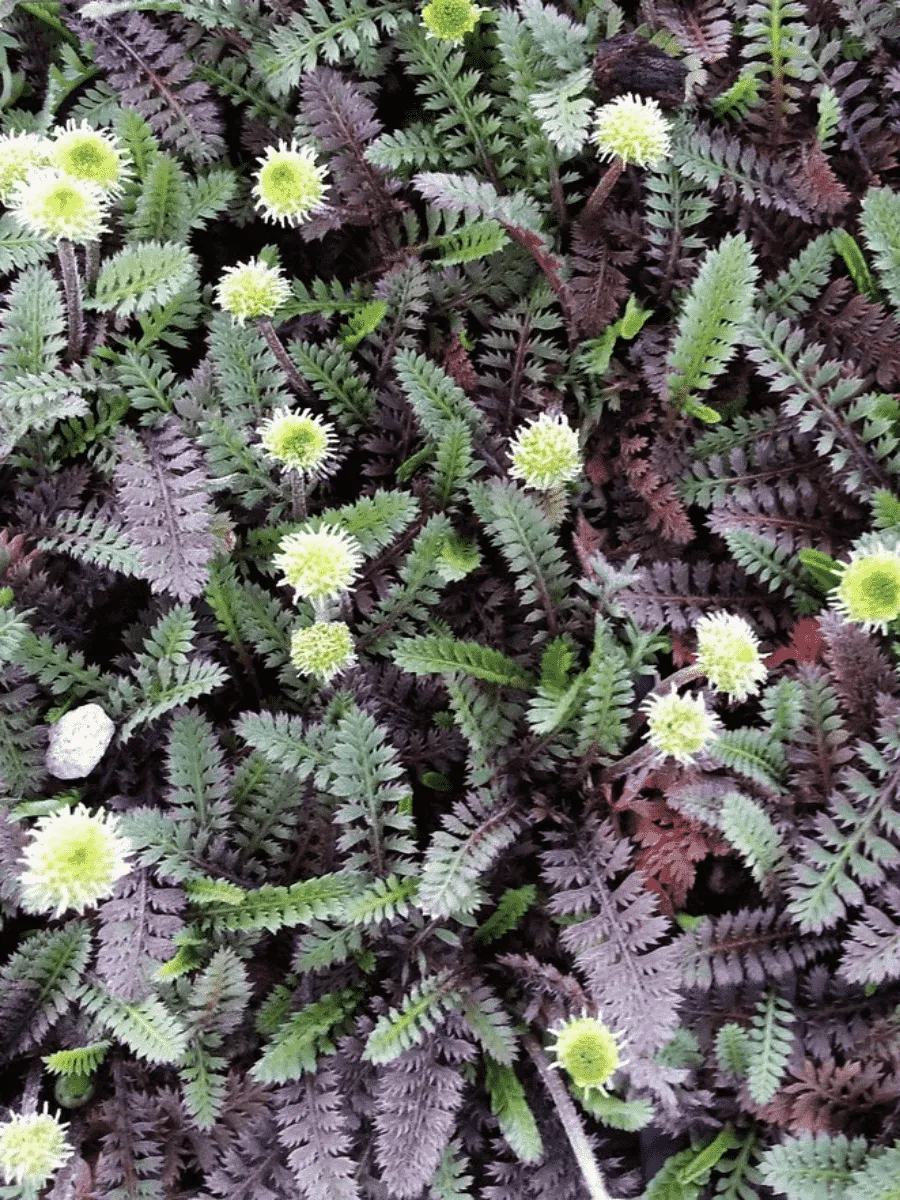 Лептинелла лапчатковая Platts Black