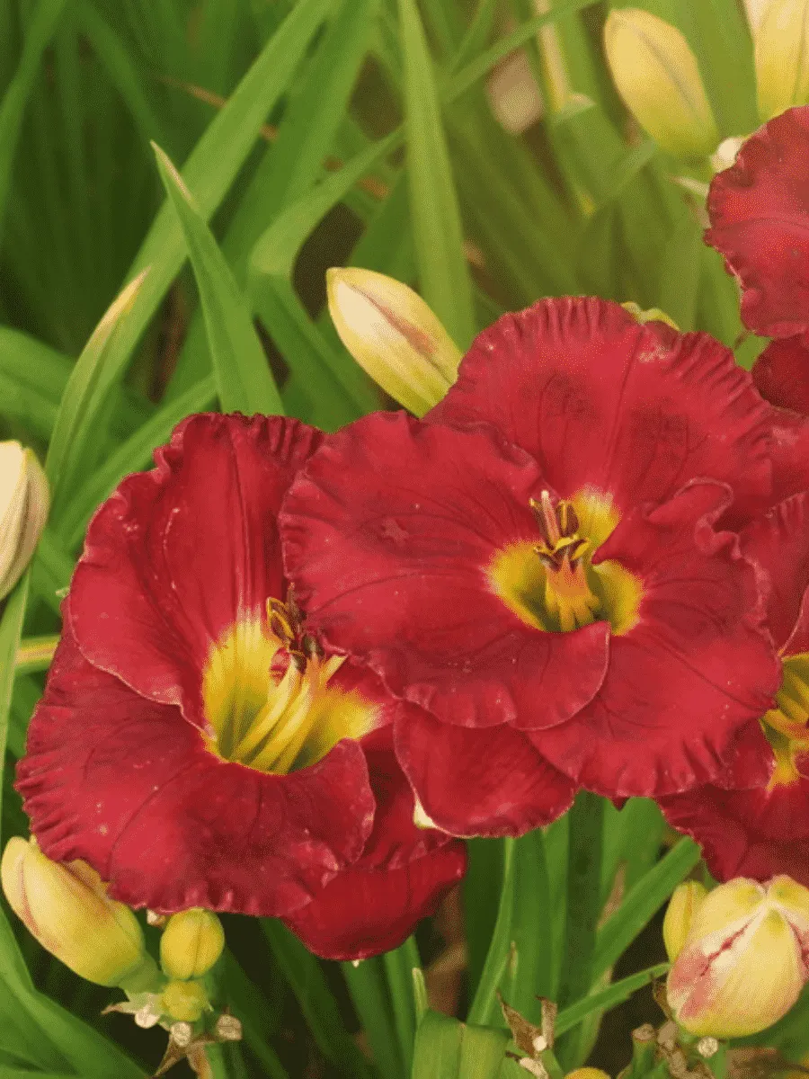 Лилейник Siloam Paul Watts