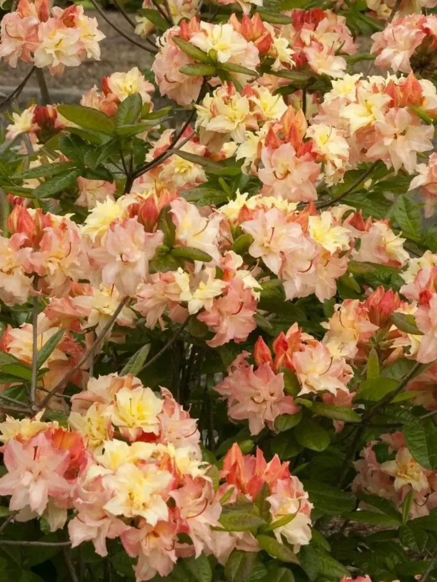 Азалия крупноцветковая Cannon's Double