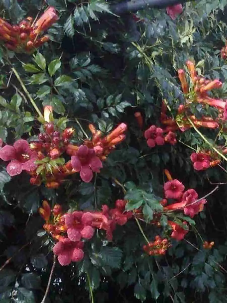 Кампсис укореняющийся Gabor