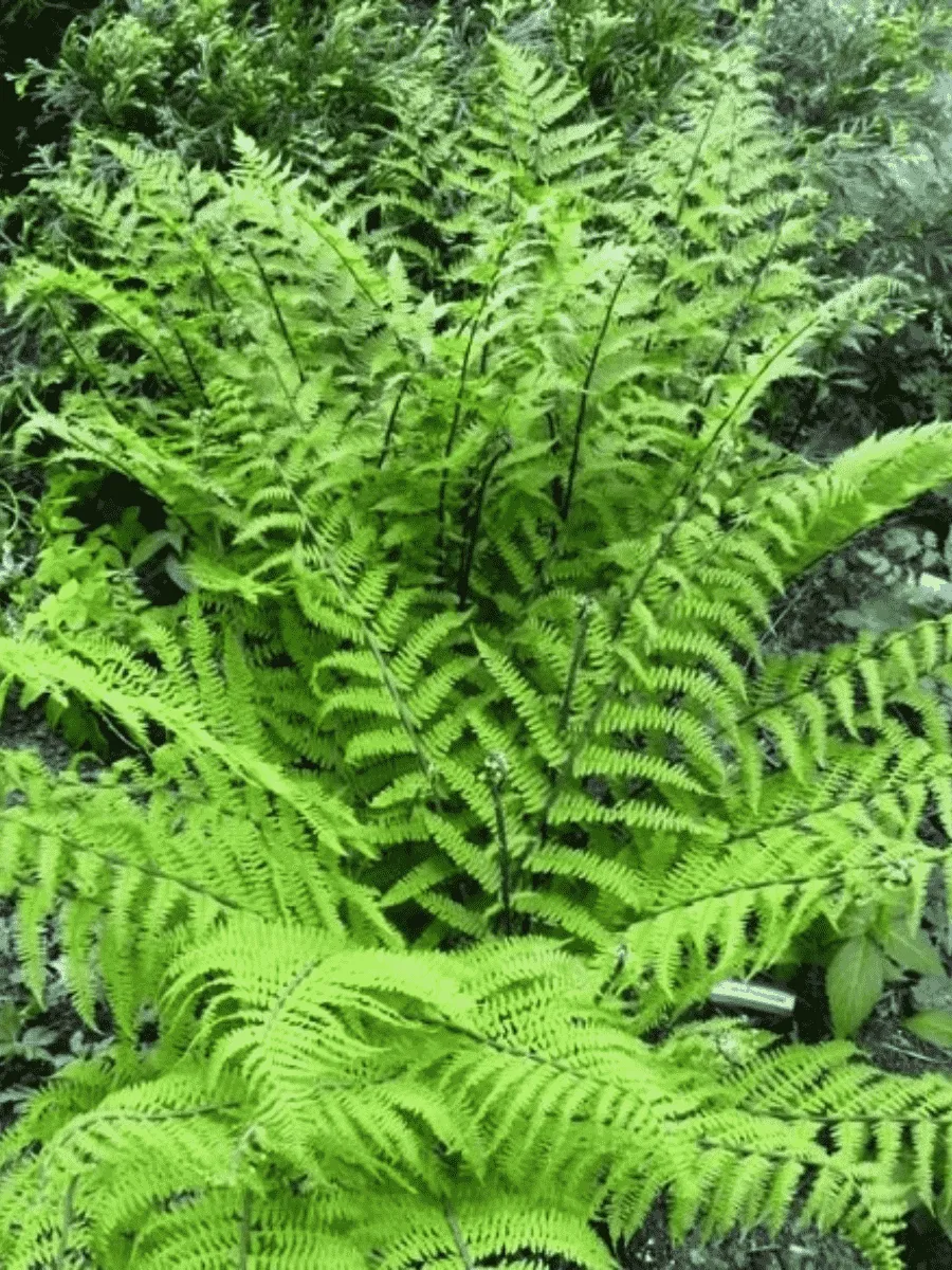 Кочедыжник женский Rotstiel