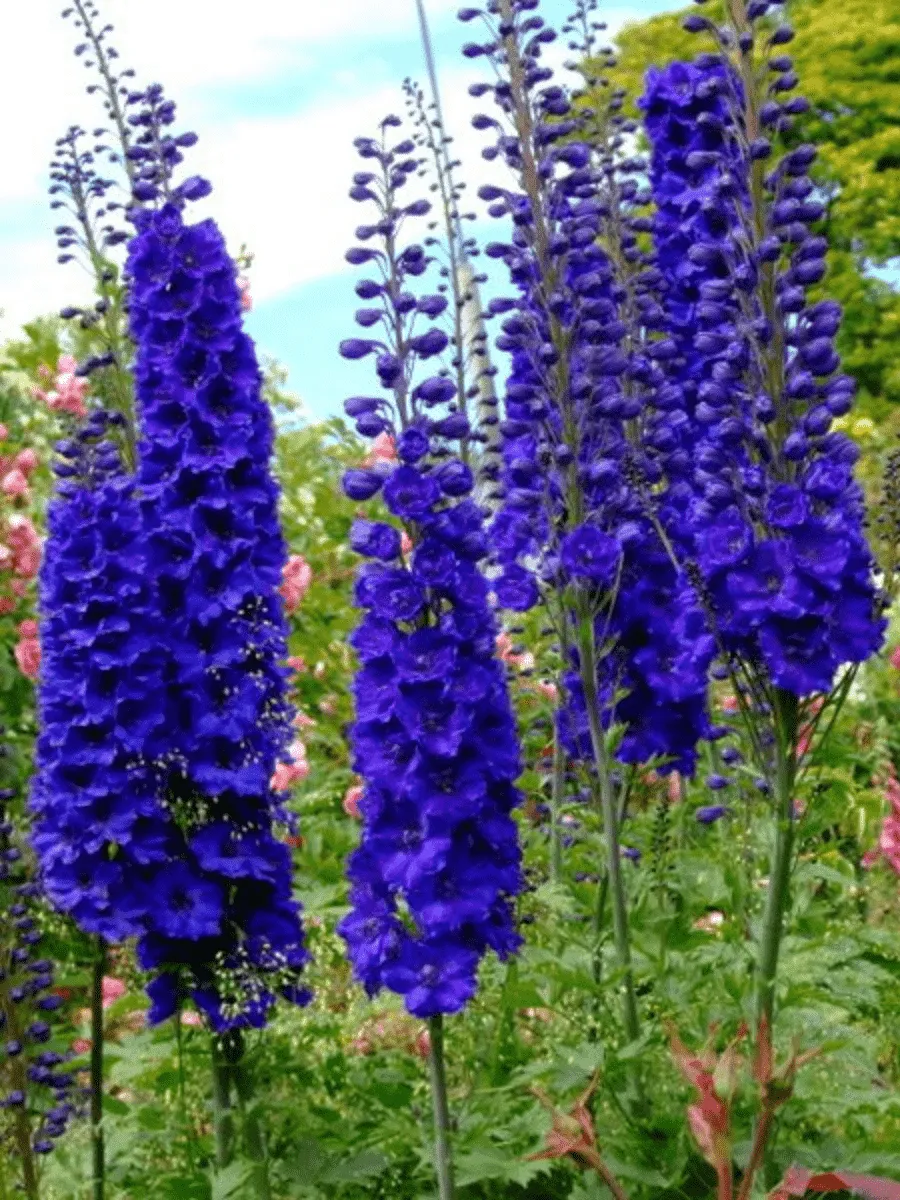 Дельфиниум  культурный M. F. Dark Blue with Black Bee