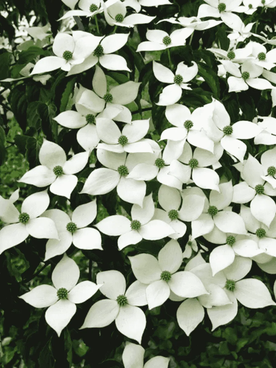 Дерен Коуза