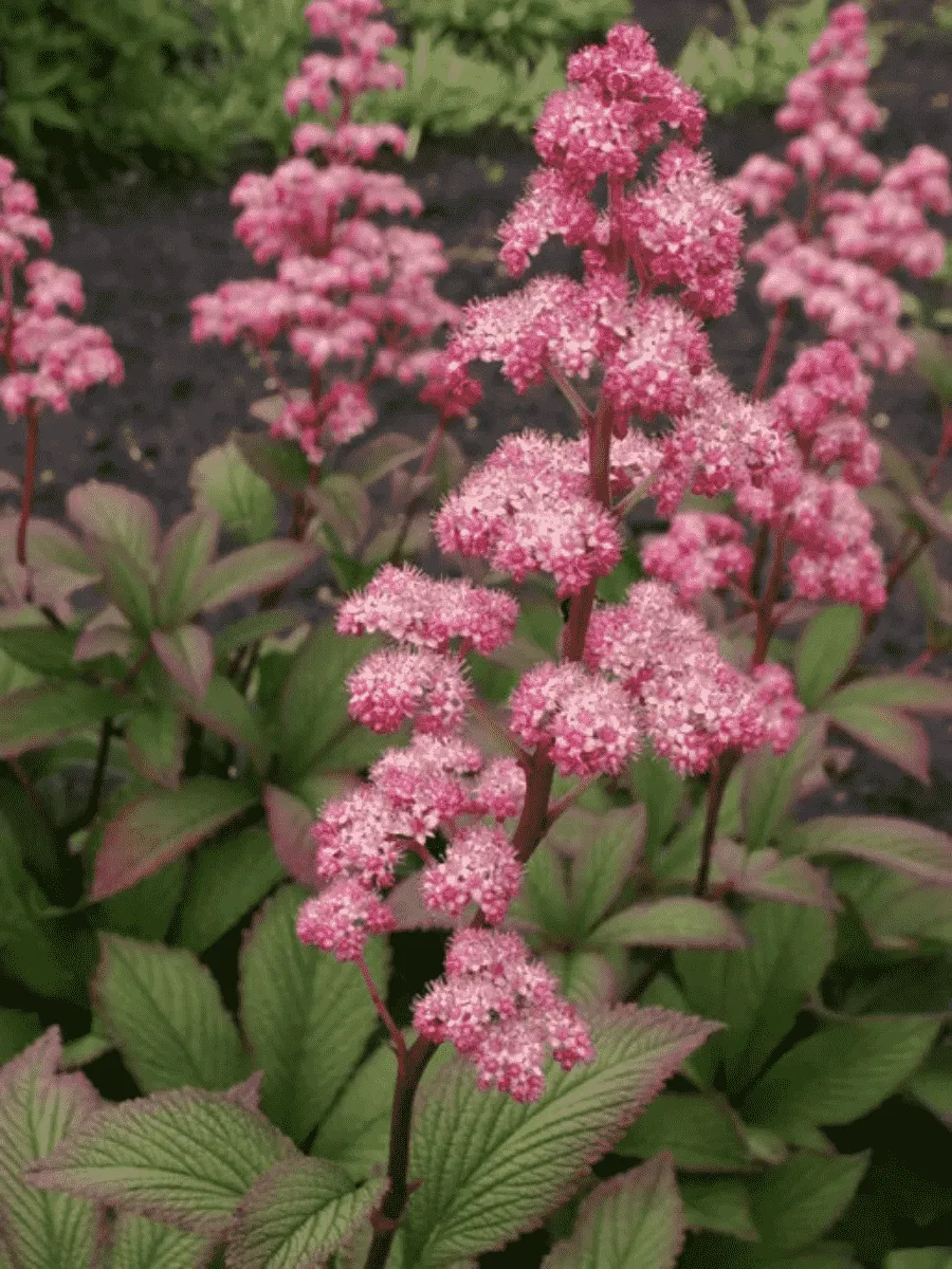 Роджерсия перистая Dark Pokers