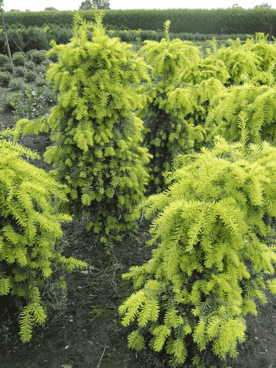 Тис ягодный Dovastonii