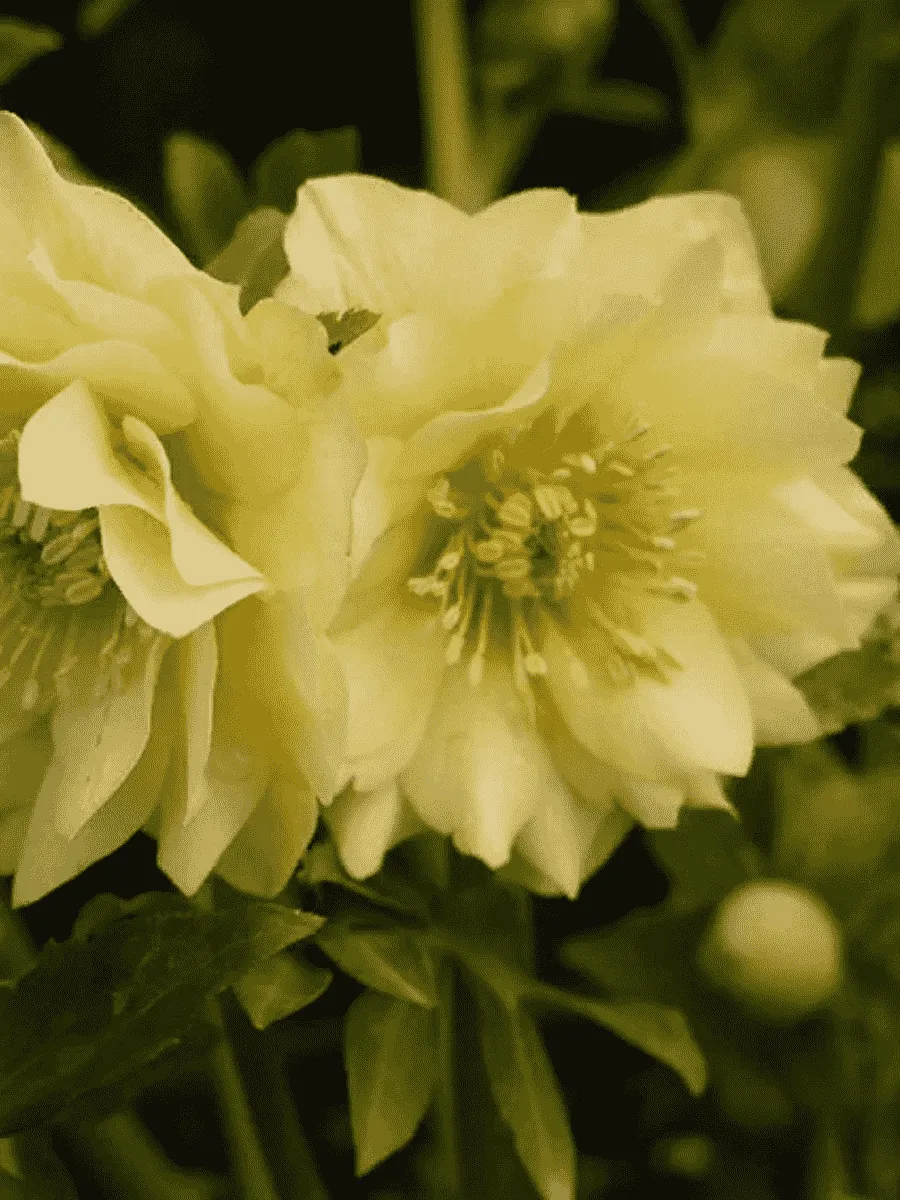 Морозник восточный Golden Discovery