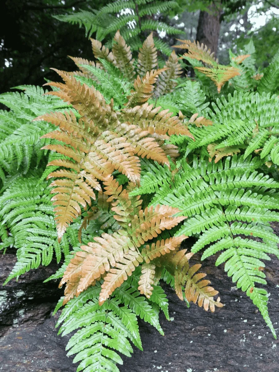 Щитовник красносорусовый Autumn