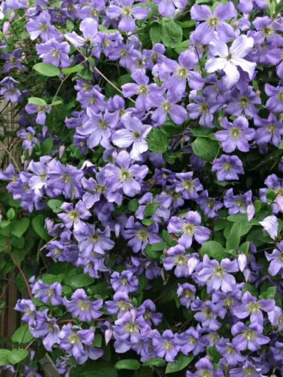 Клематис Prince Charles