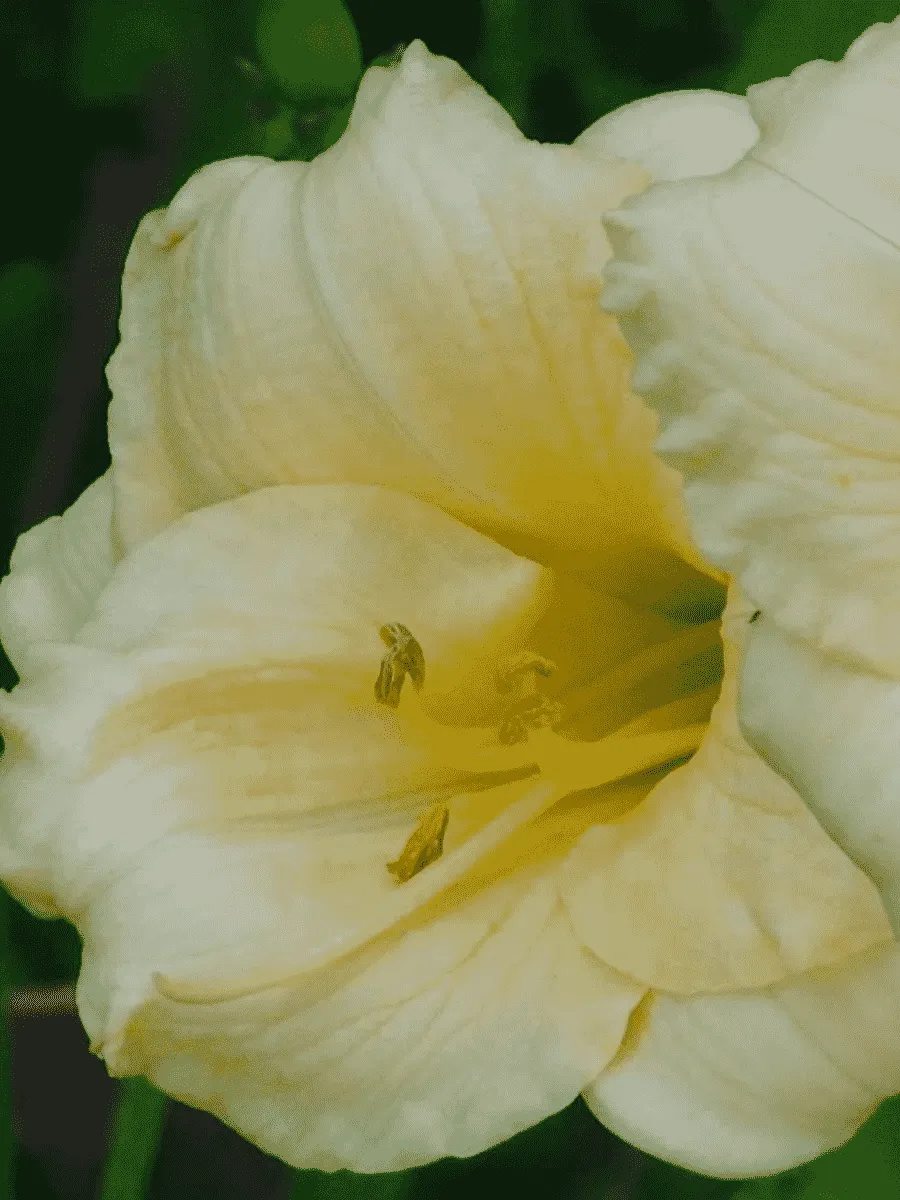 Лилейник Longfields Pearl