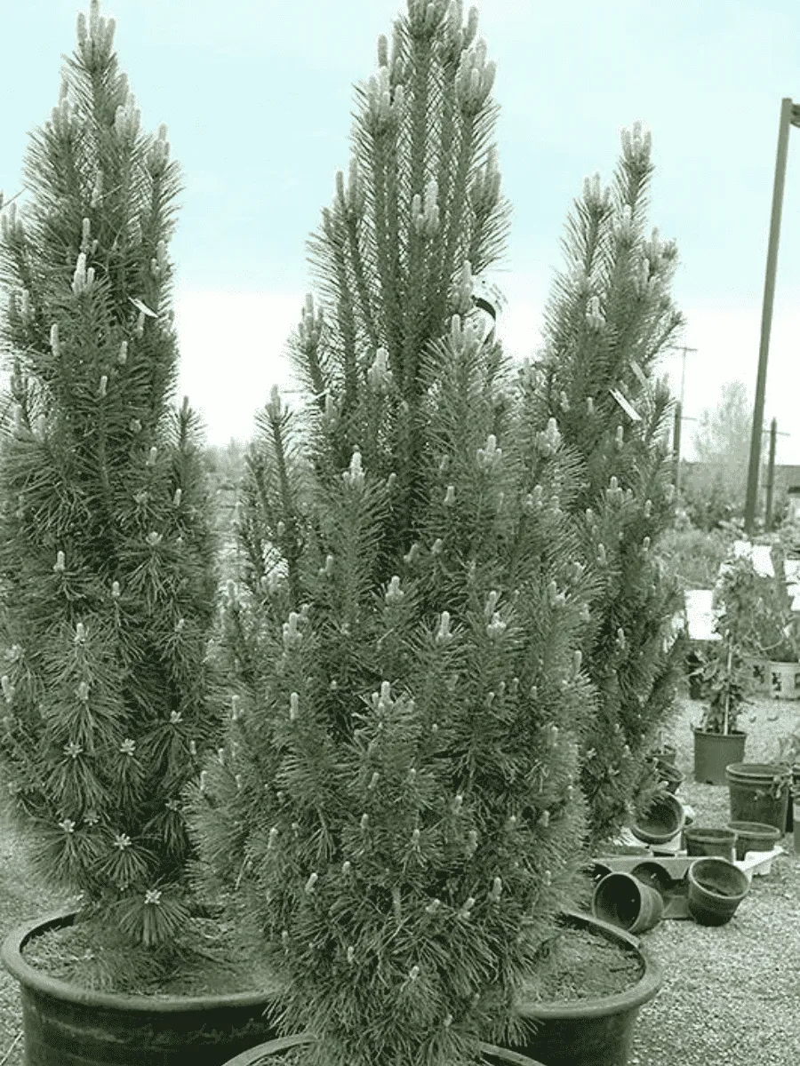 Сосна чёрная Komet