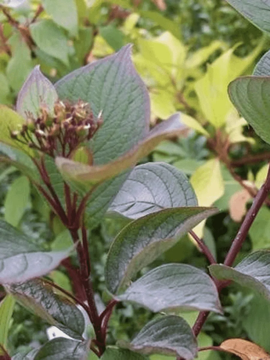 Дерен белый Westonbirt