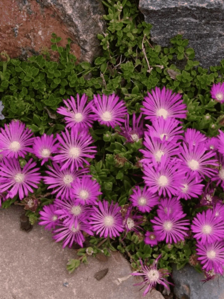 Делосперма Купера Table Mountain